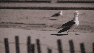 a seagull walking