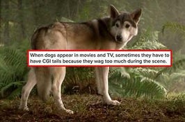 a wolf with a cgi tail