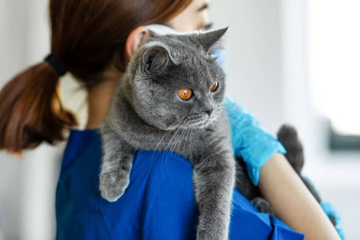 veterinarian holding a relaxed cat