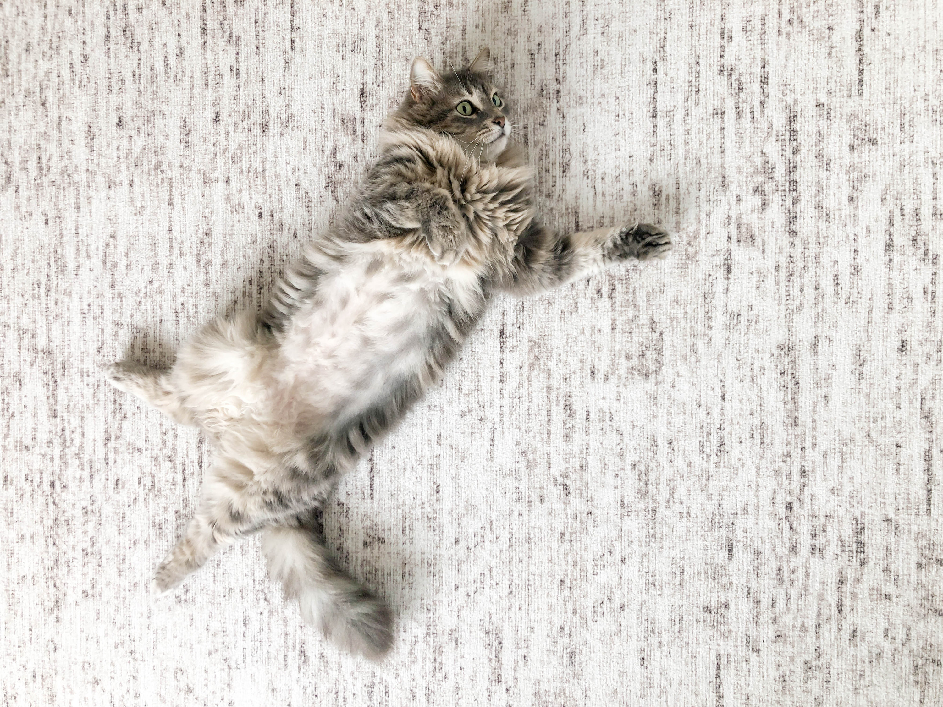 a cat on a carpet