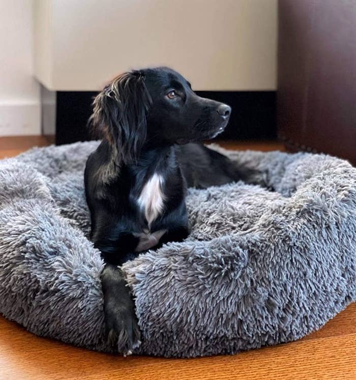 A dog on the dog bed in a living room