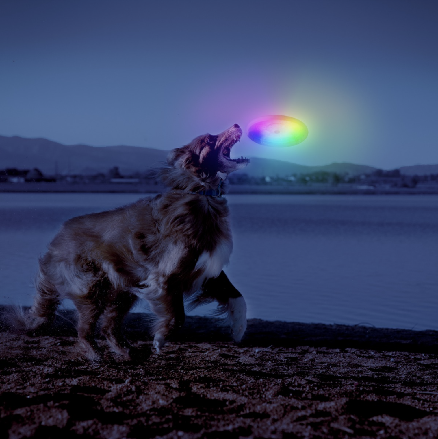 A dog catching a frisbee on a beach