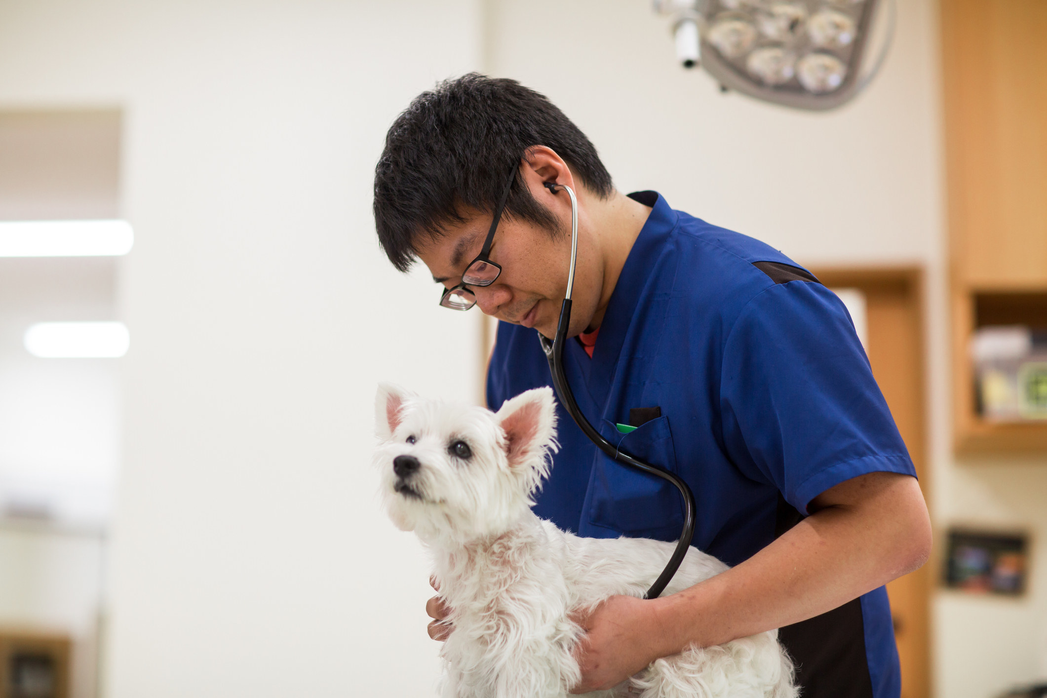 A vet tech with a dog