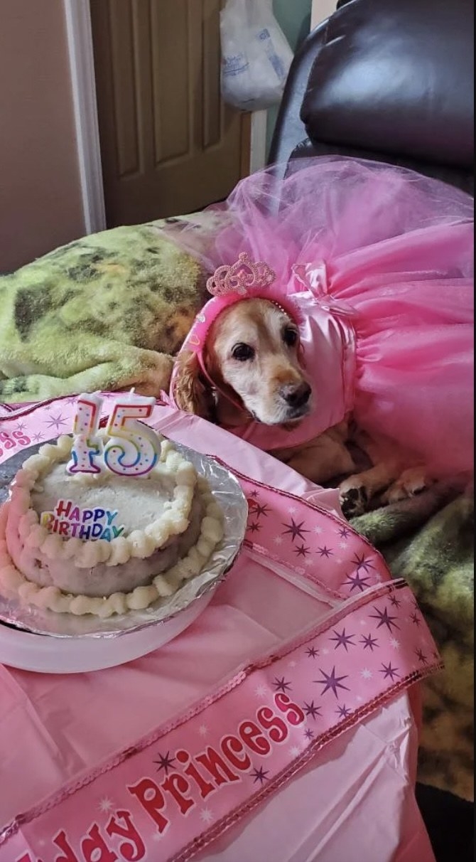 A dog sitting in a dress with a birthday cake in front of it