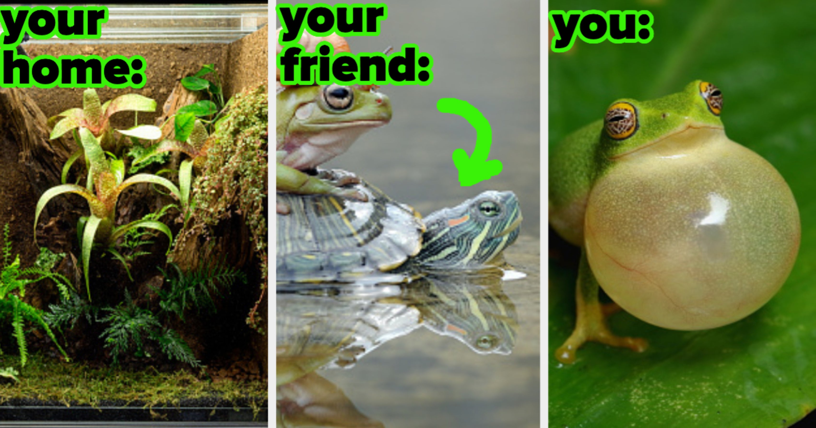 Do You Have What It Takes To Be A Frog?