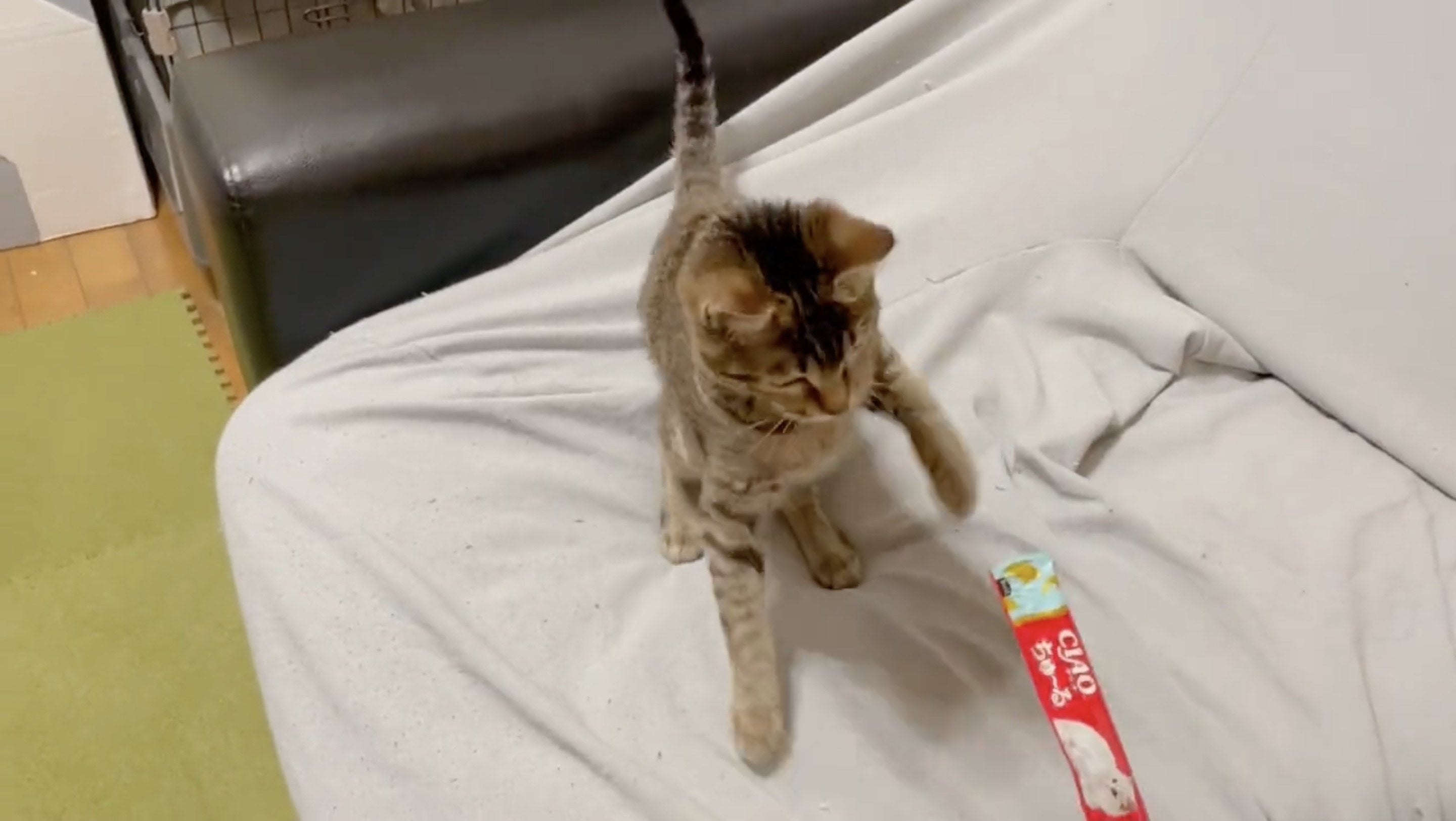 思ってた反応じゃないんだけど ちゅ るを初めて食べる猫ちゃんのリアクションがこちら