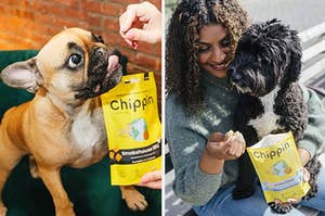 dog being fed a treat from a yellow treat bag / model feeding a dog treats from a yellow treat bag while the dog is on their lap