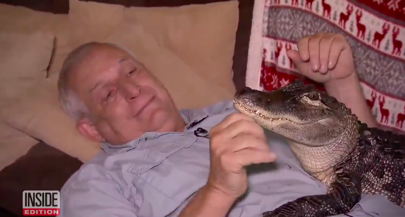 the alligator laying on the owner