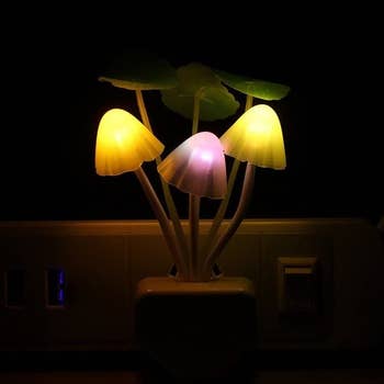 The mushrooms lit up in the dark