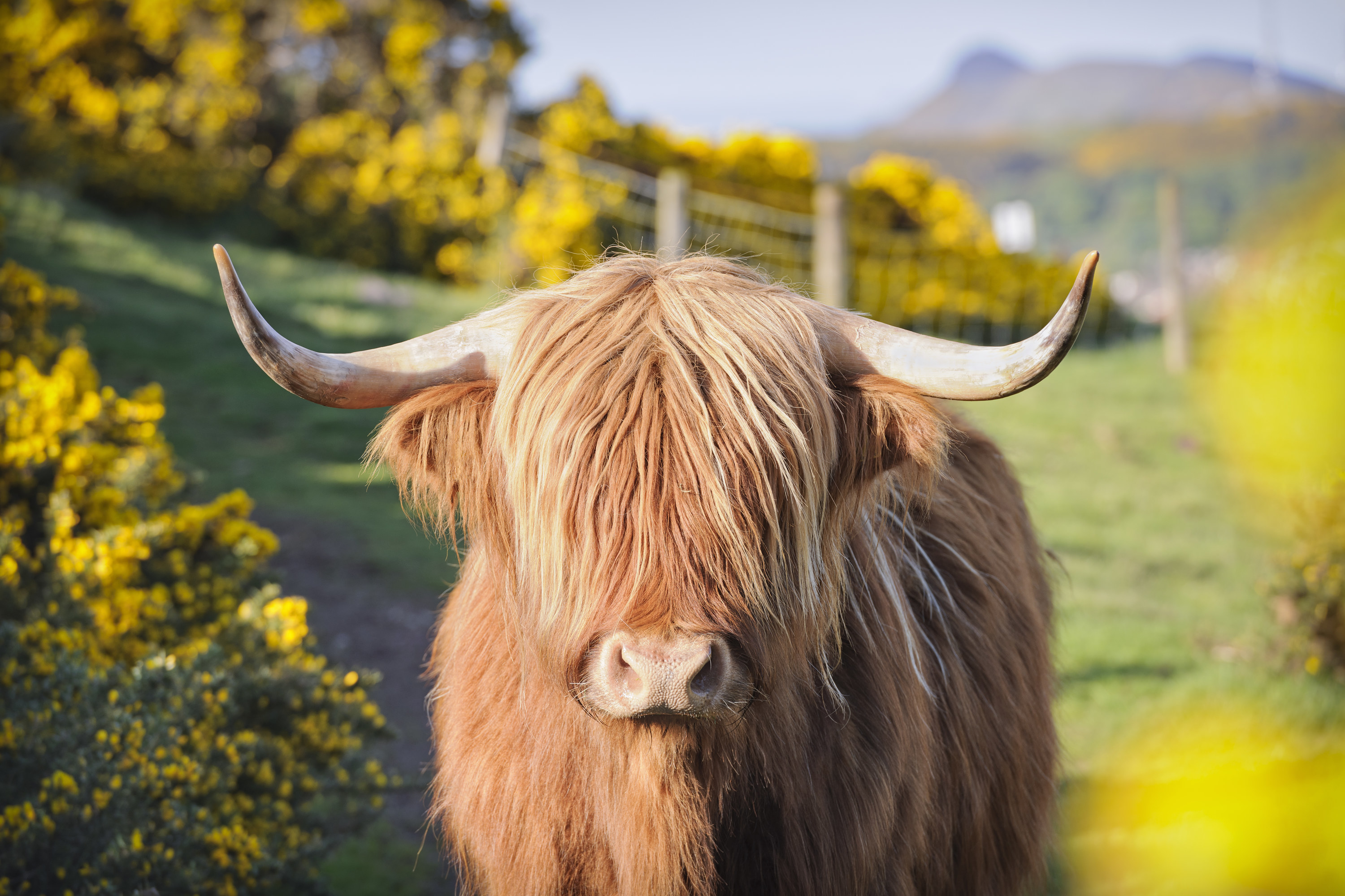 Portrait of a Highland Cow with long hair covering its face