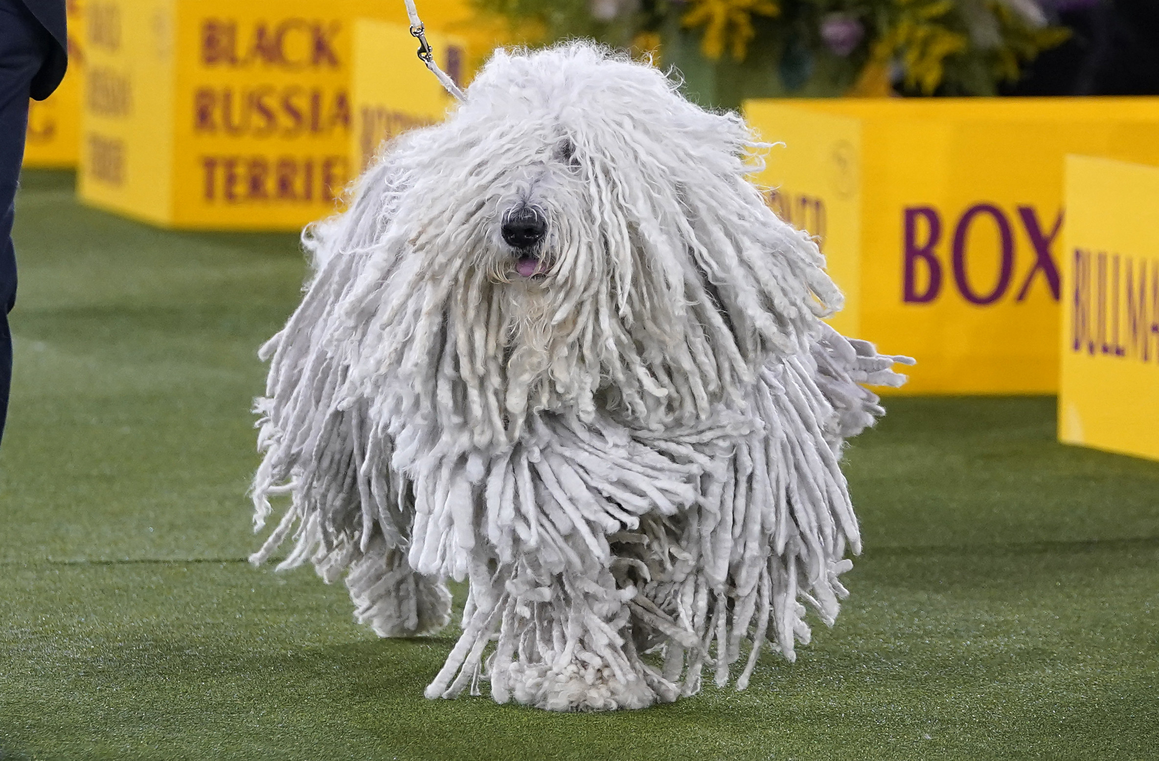 A picture of a Komondor dog with long white dreadlock style hair