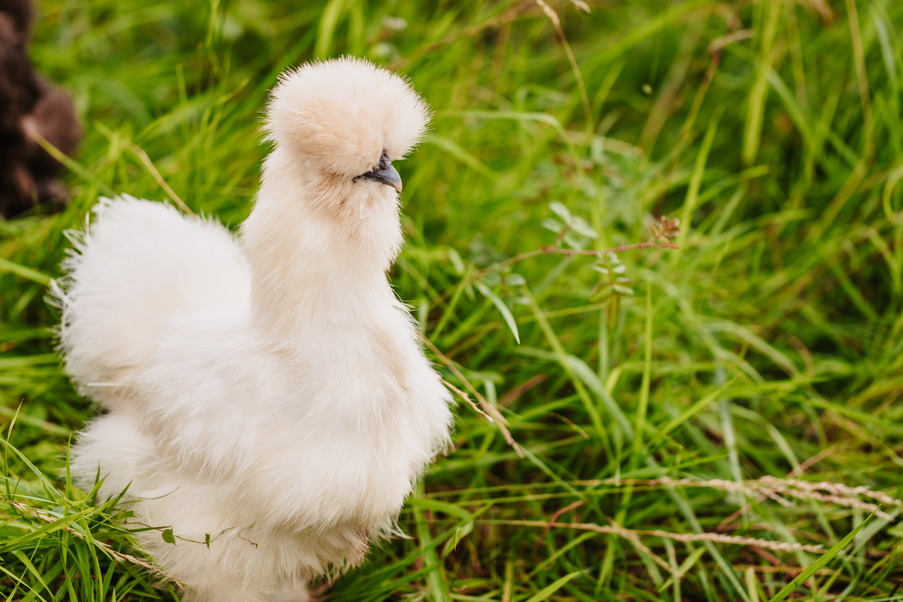 A white silkie hen with fluffy feathers that cover its face