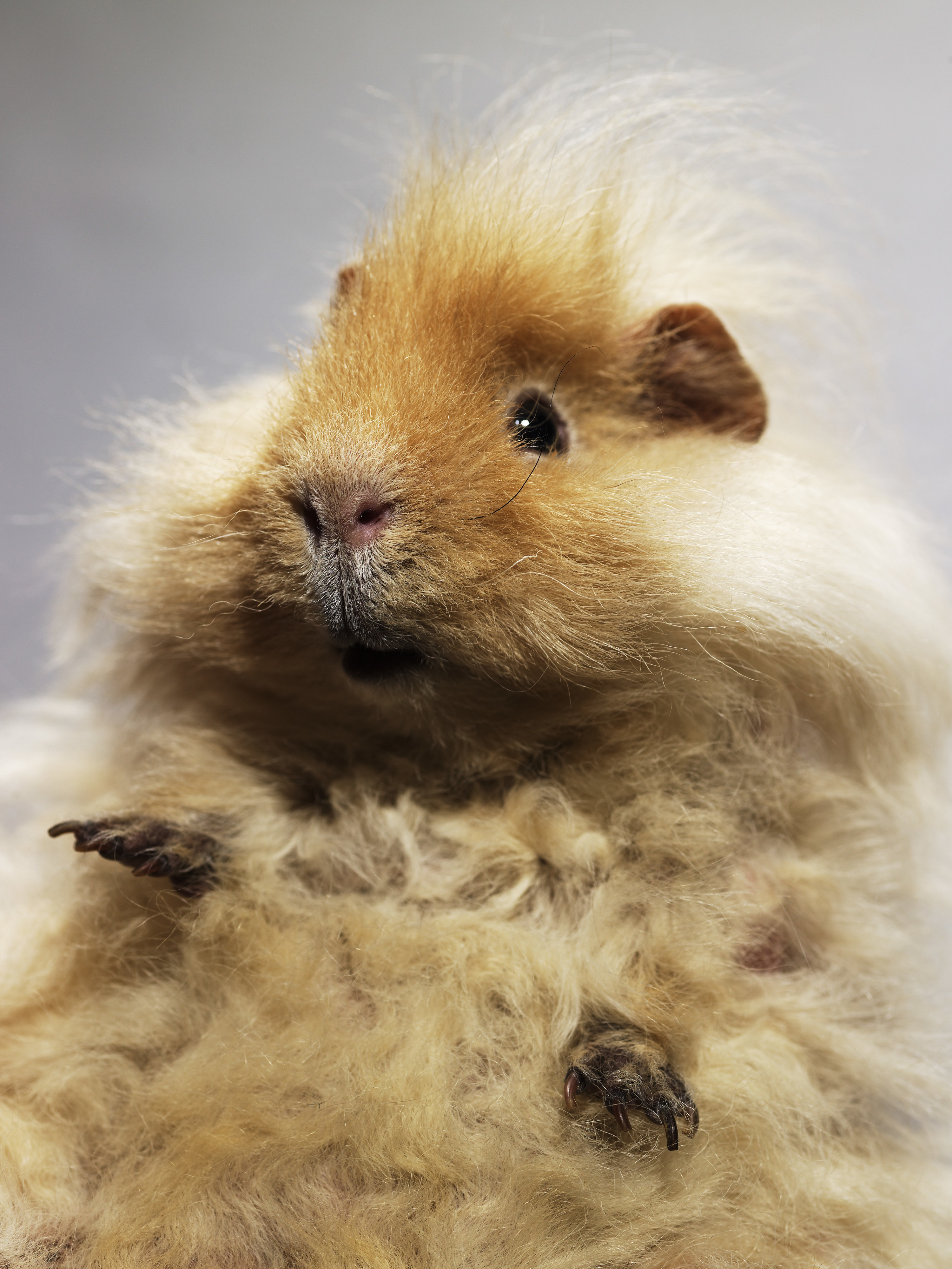 A photo of a guinea pig with wild hair
