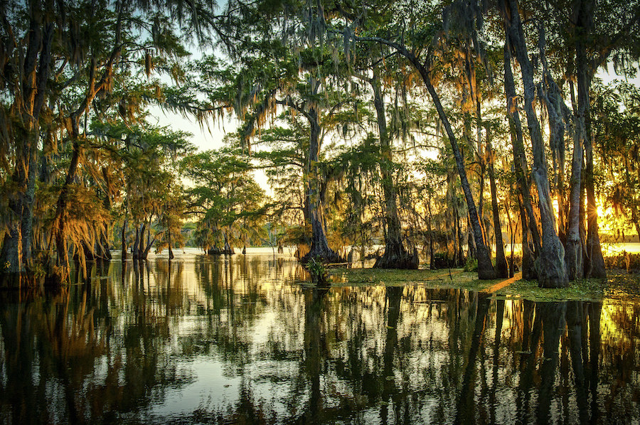 a swamp