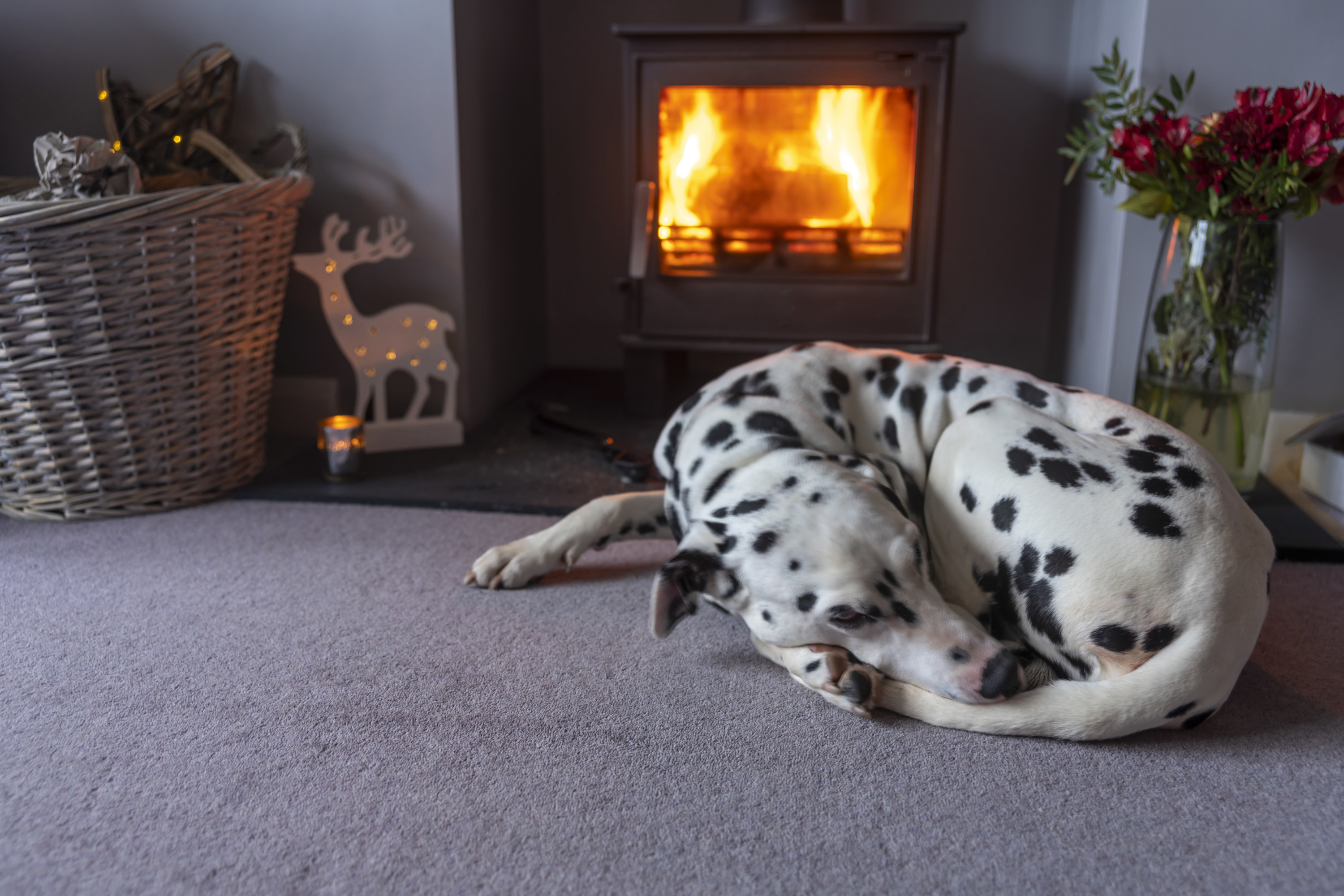 A dog curled up in front of a fire