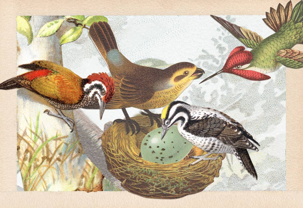 4 collaged illustrated birds of different species gathering around an egg in a nest to care for it