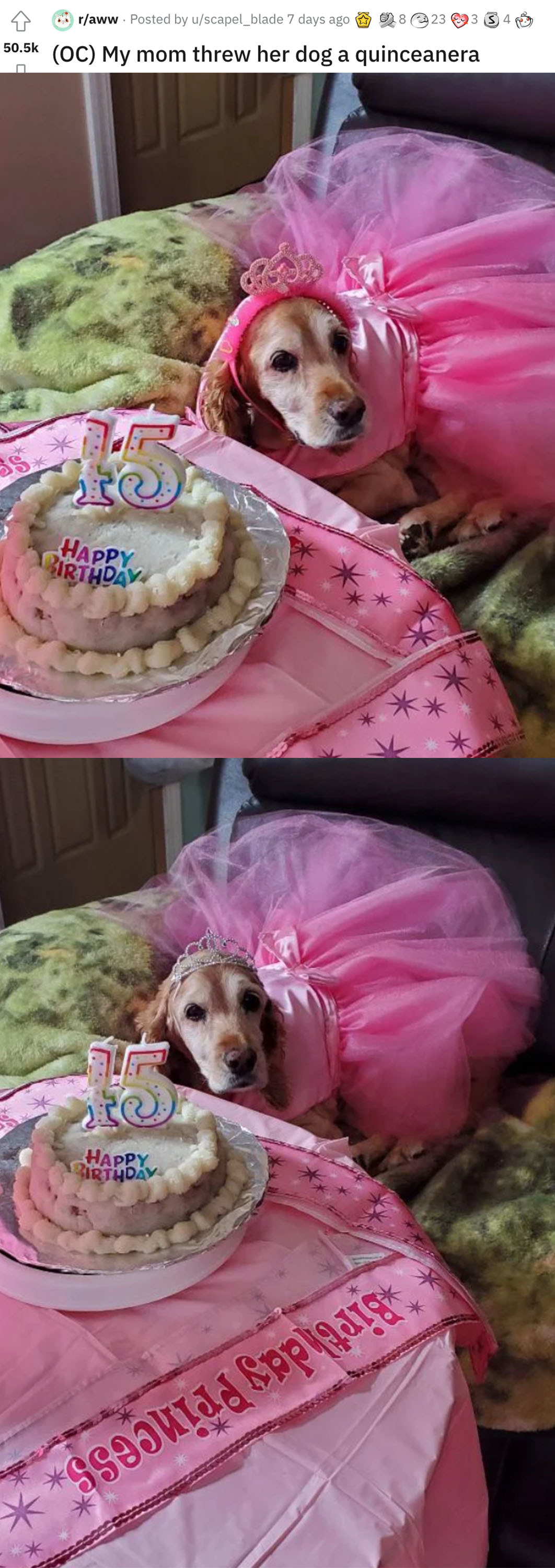 a dog wearing a tulle dress with a birthday cake in front of her
