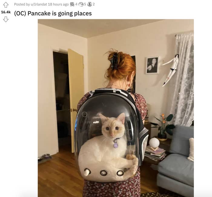 a cat in a cat backpack