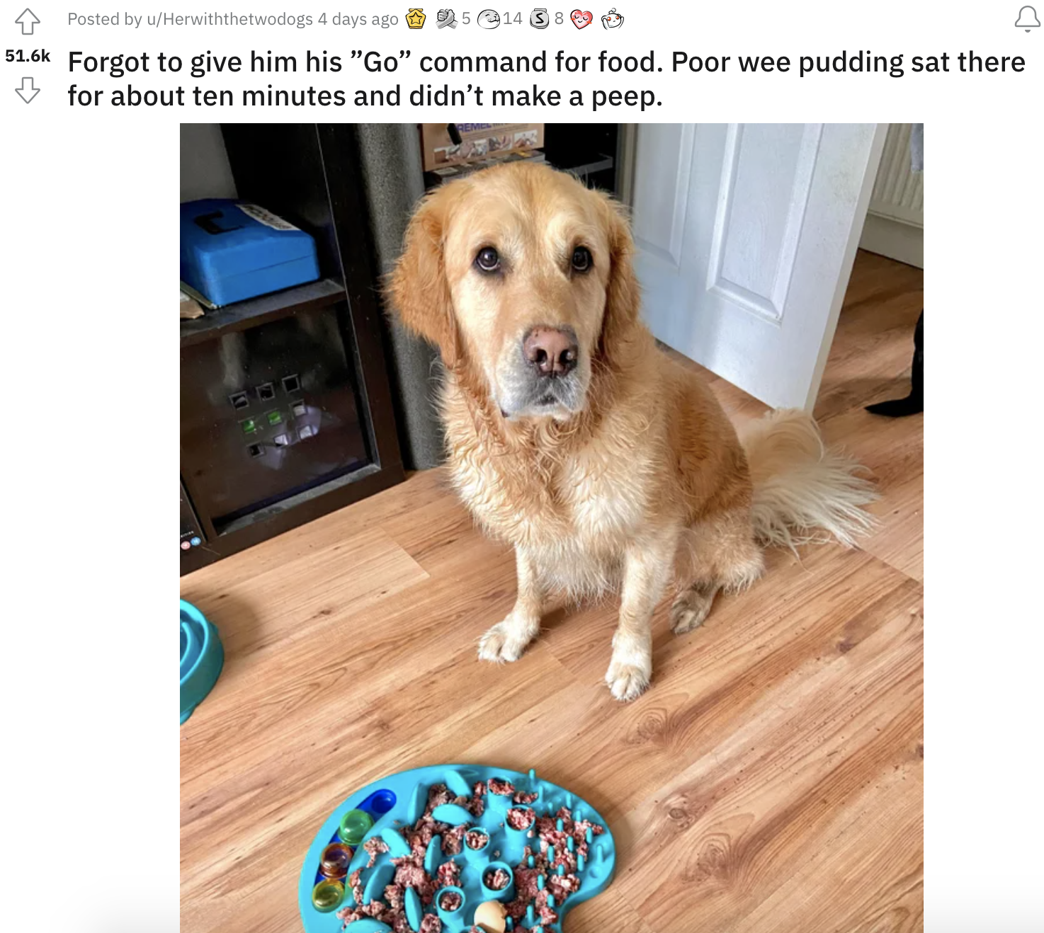 a dog sitting for his food