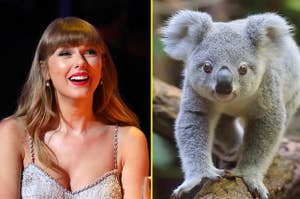 Taylor Swift and a koala