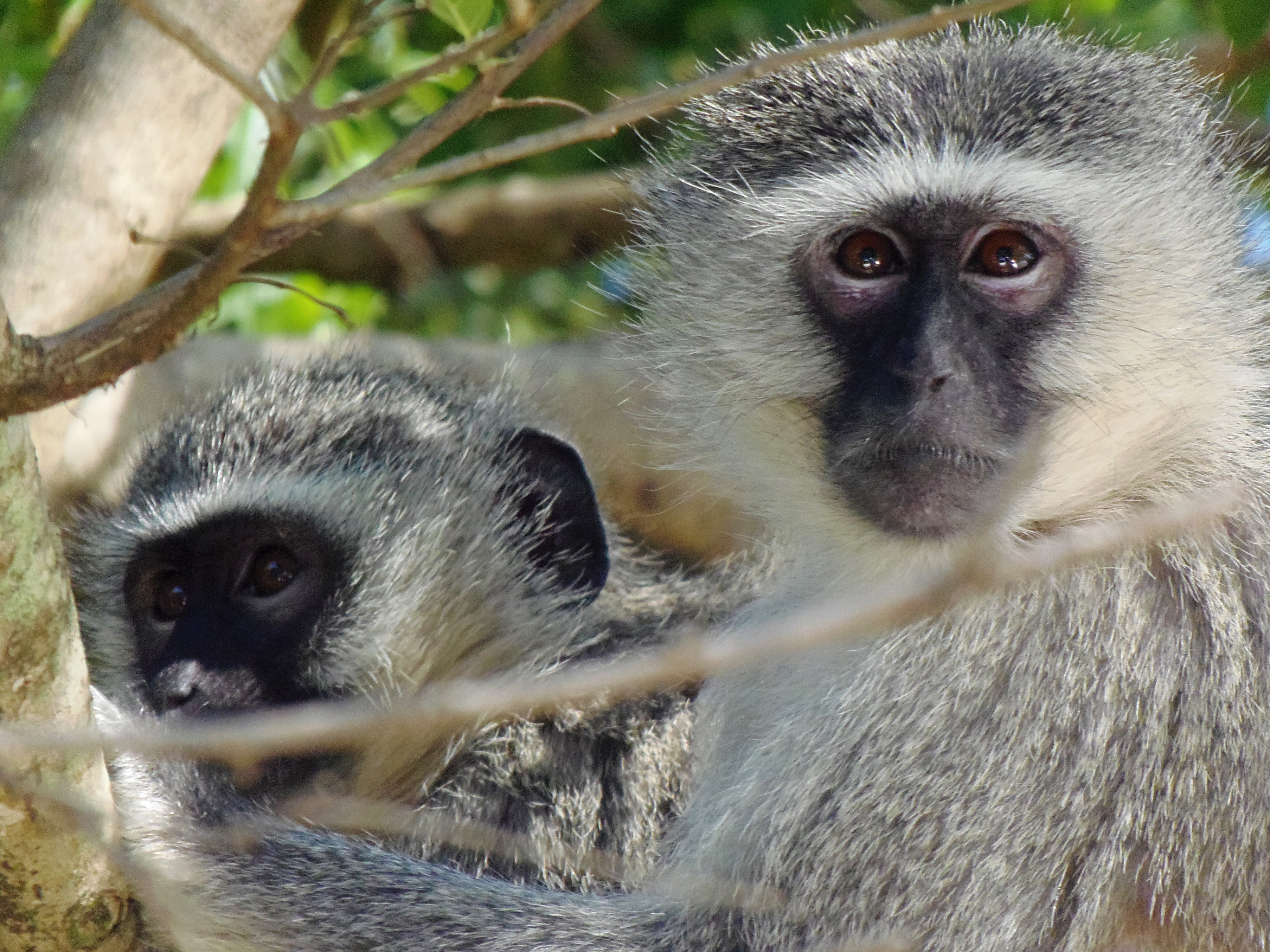 Two monkeys in a tree