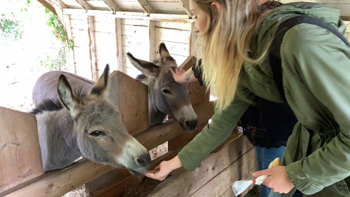 A young woman hand-feeding a donkey while another woman pet&#x27;s another donkey