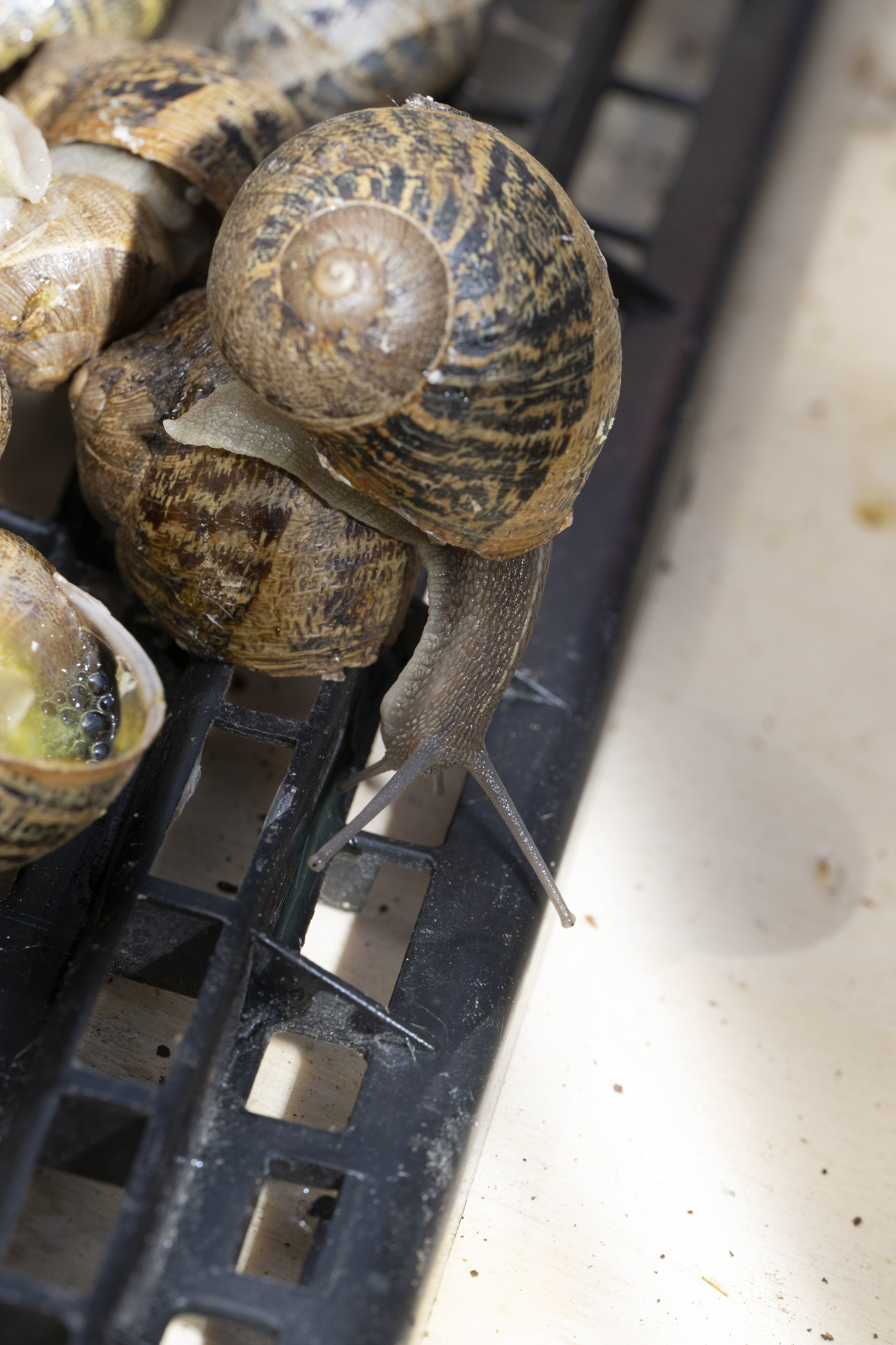 A snail crawls across the shells of other snails