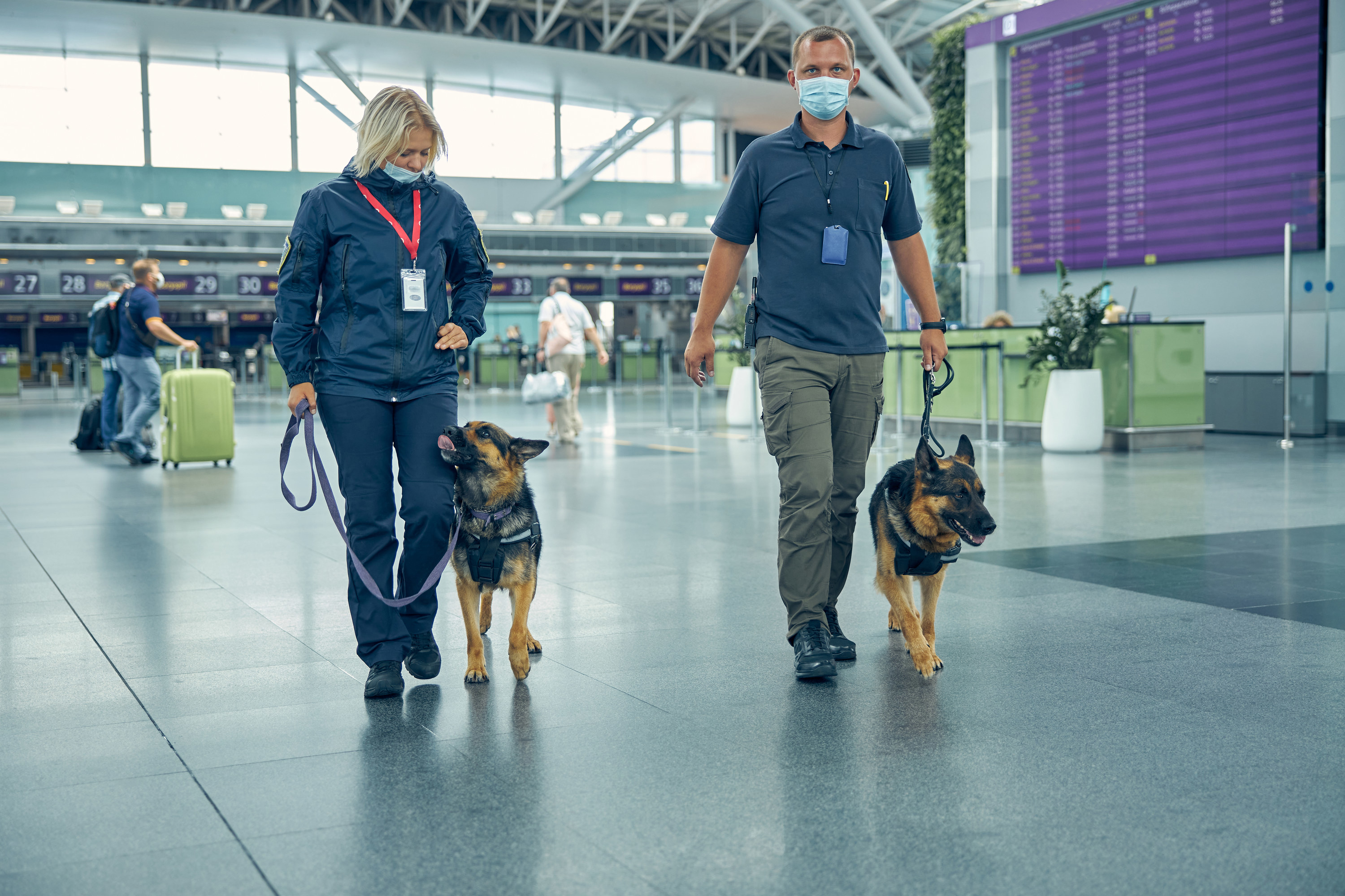 TSA agents with dogs at the airport