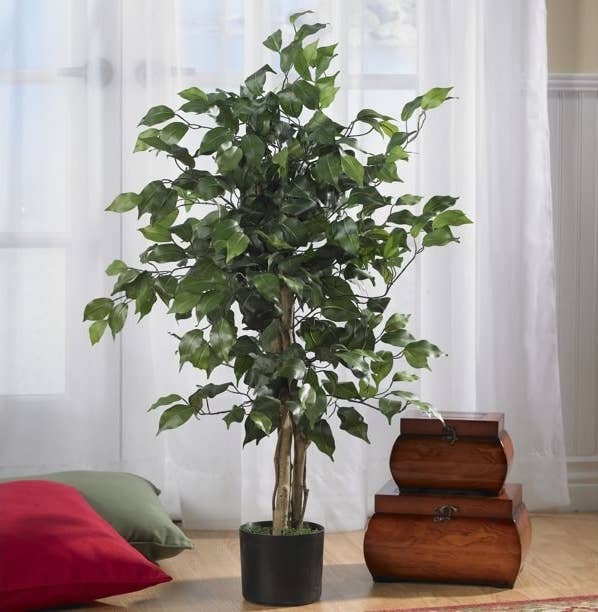 The faux ficus tree