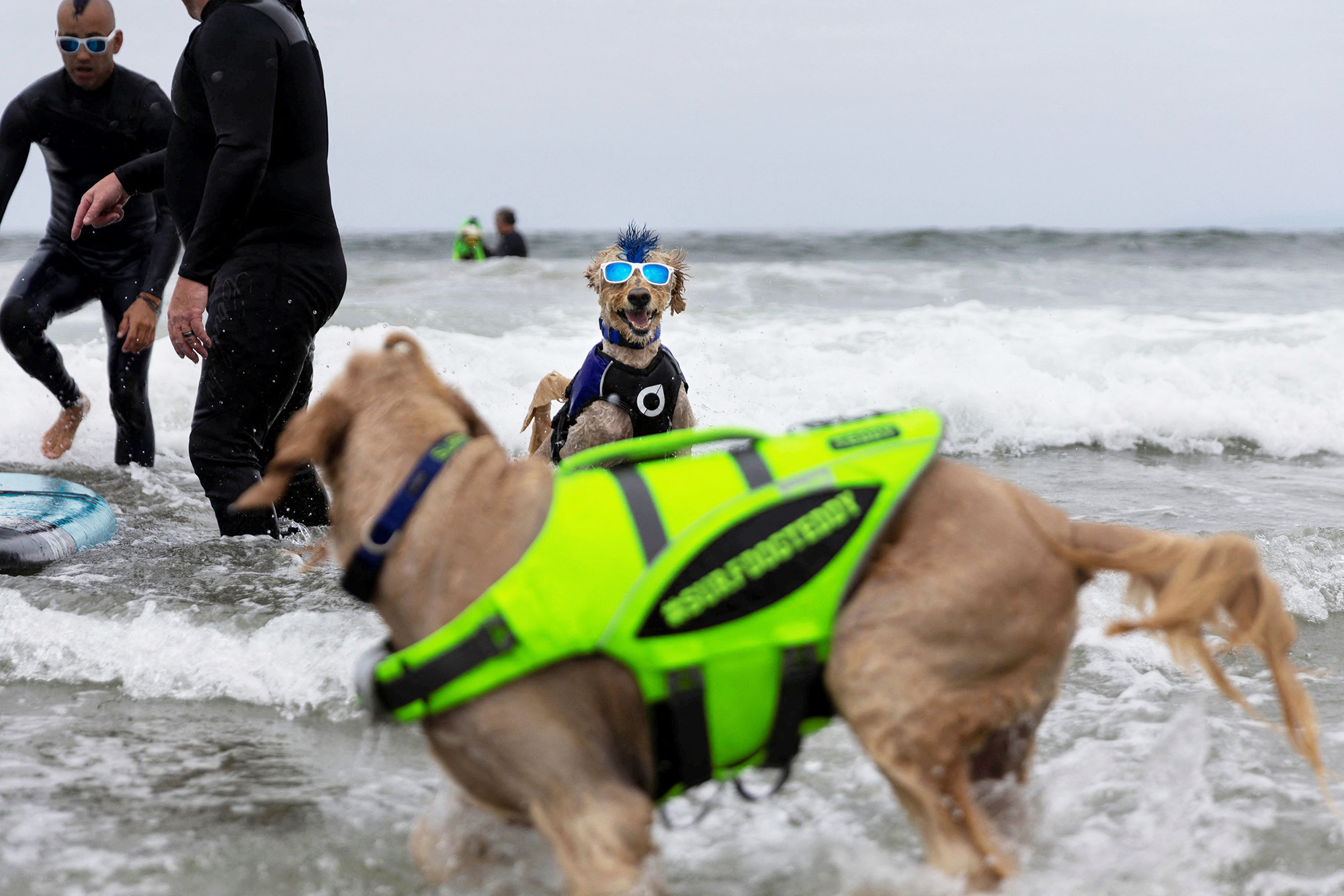 two dogs in the ocean, the one in the background has sunglasses and a blue mohawk