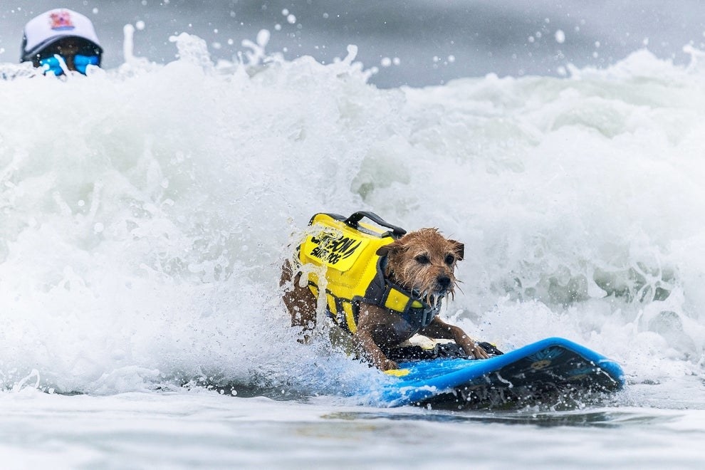 a fluffy dog in a yellow jacket surfs a white foamy wave