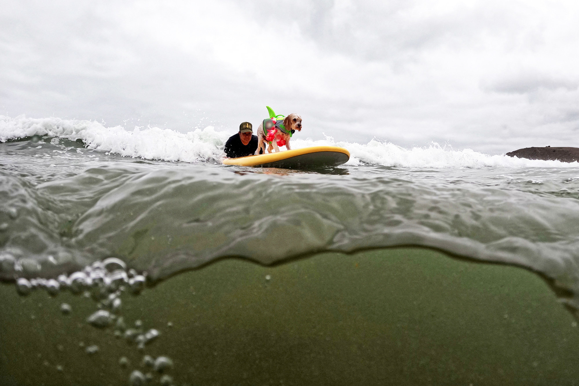 a wide shot of the ocean featuring a little dog on a surfboard 