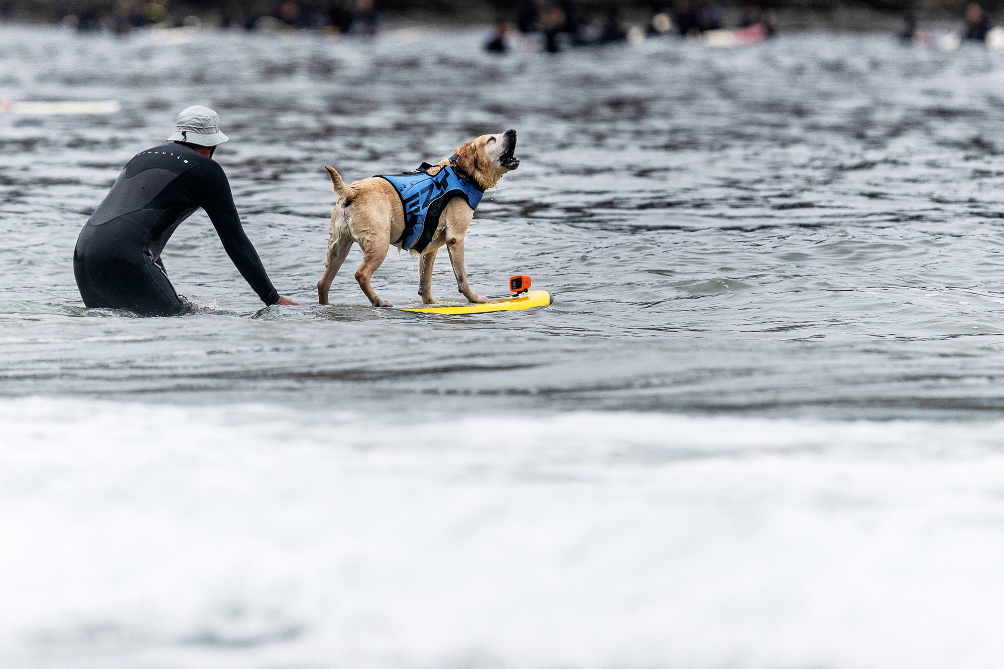 a surfing dog in a blue jacket howls joyfully