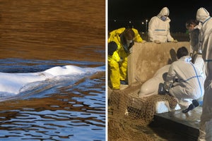 First spotted in the Seine more than a week ago, the beluga rejected food and was severely underweight.
