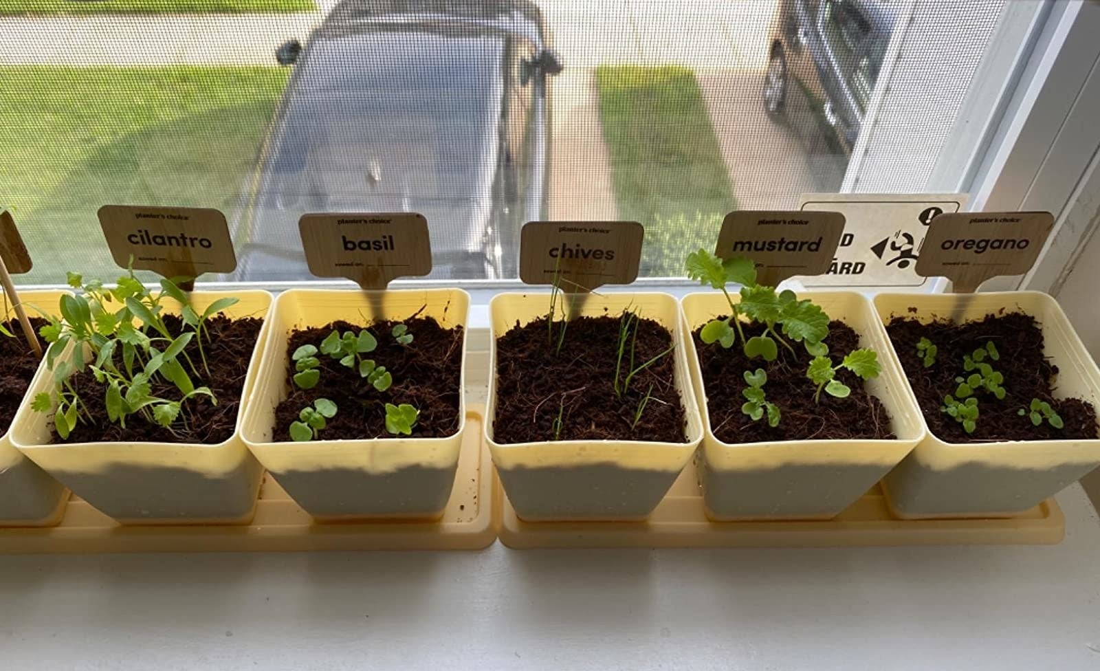 Reviewer image of plants with markers sitting on a window sill