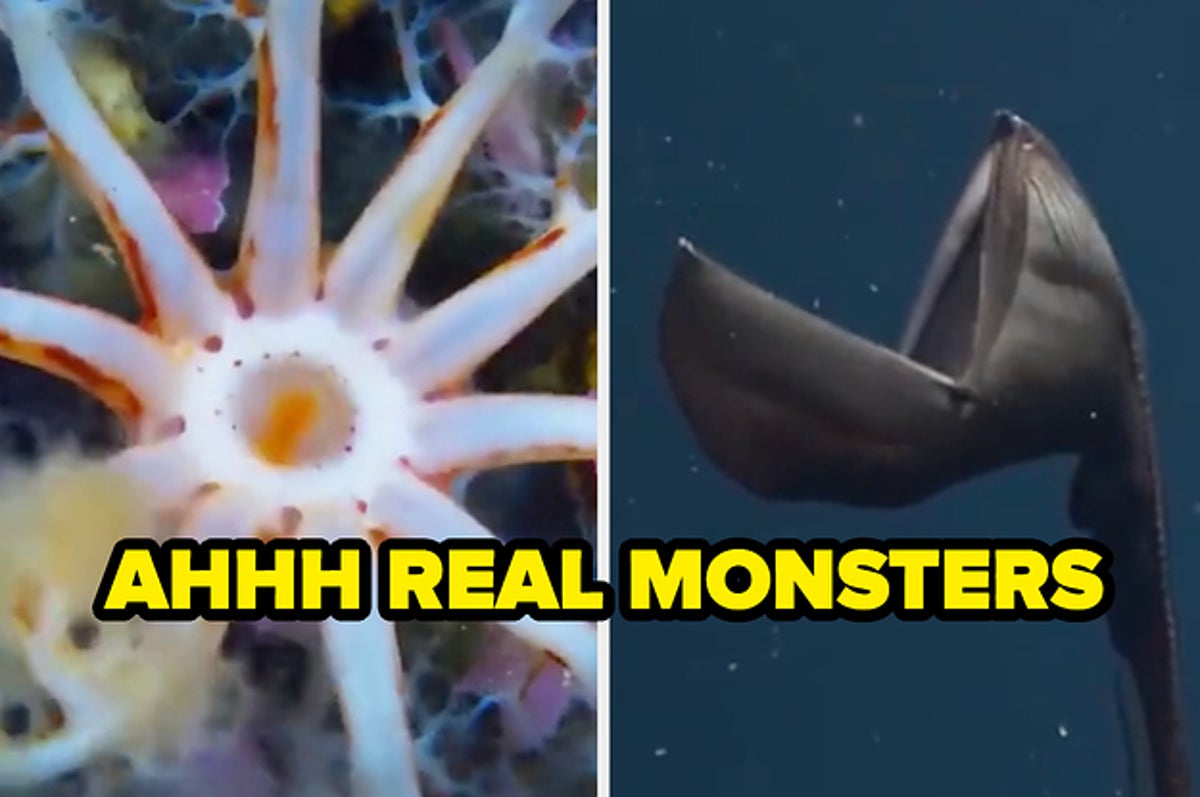 real weird sea animals