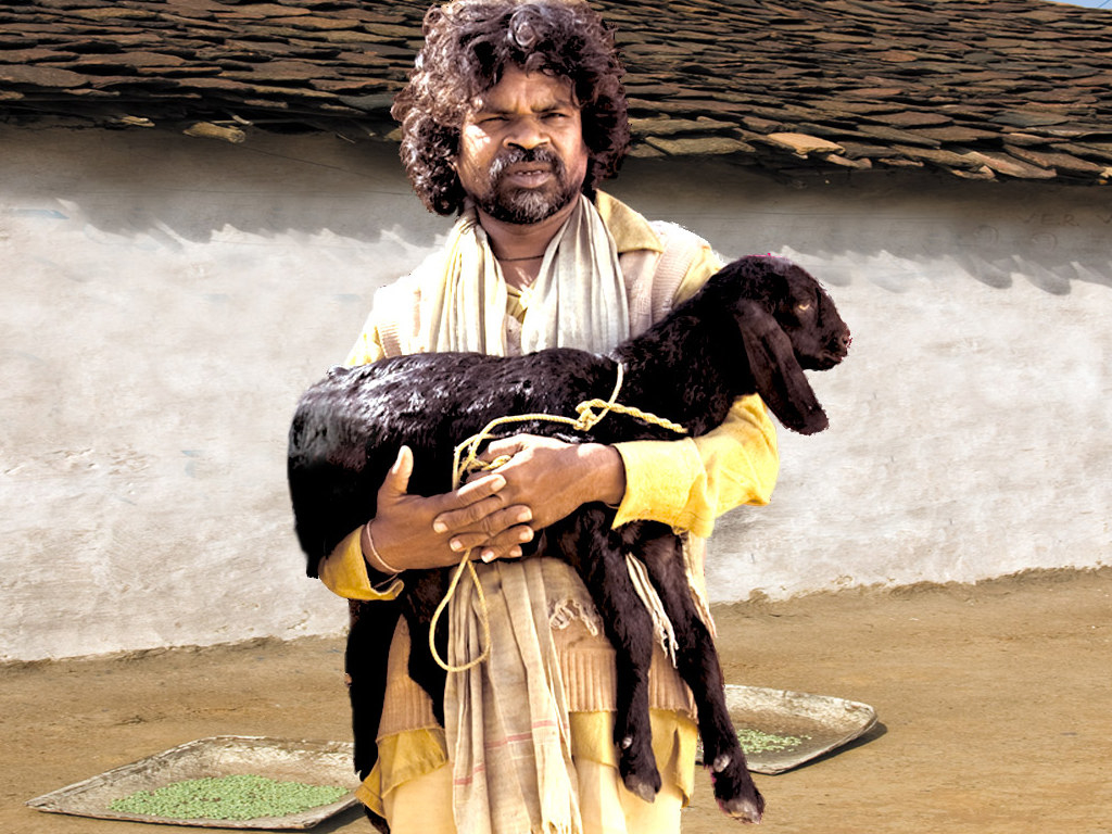 A man is holding a goat