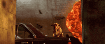 A dog jumps out of the way of an explosion in &quot;Independence Day&quot;
