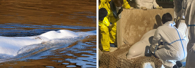Beluga whale trapped France's Seine River dies