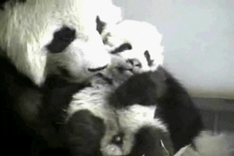 a panda licking and cuddling a baby panda