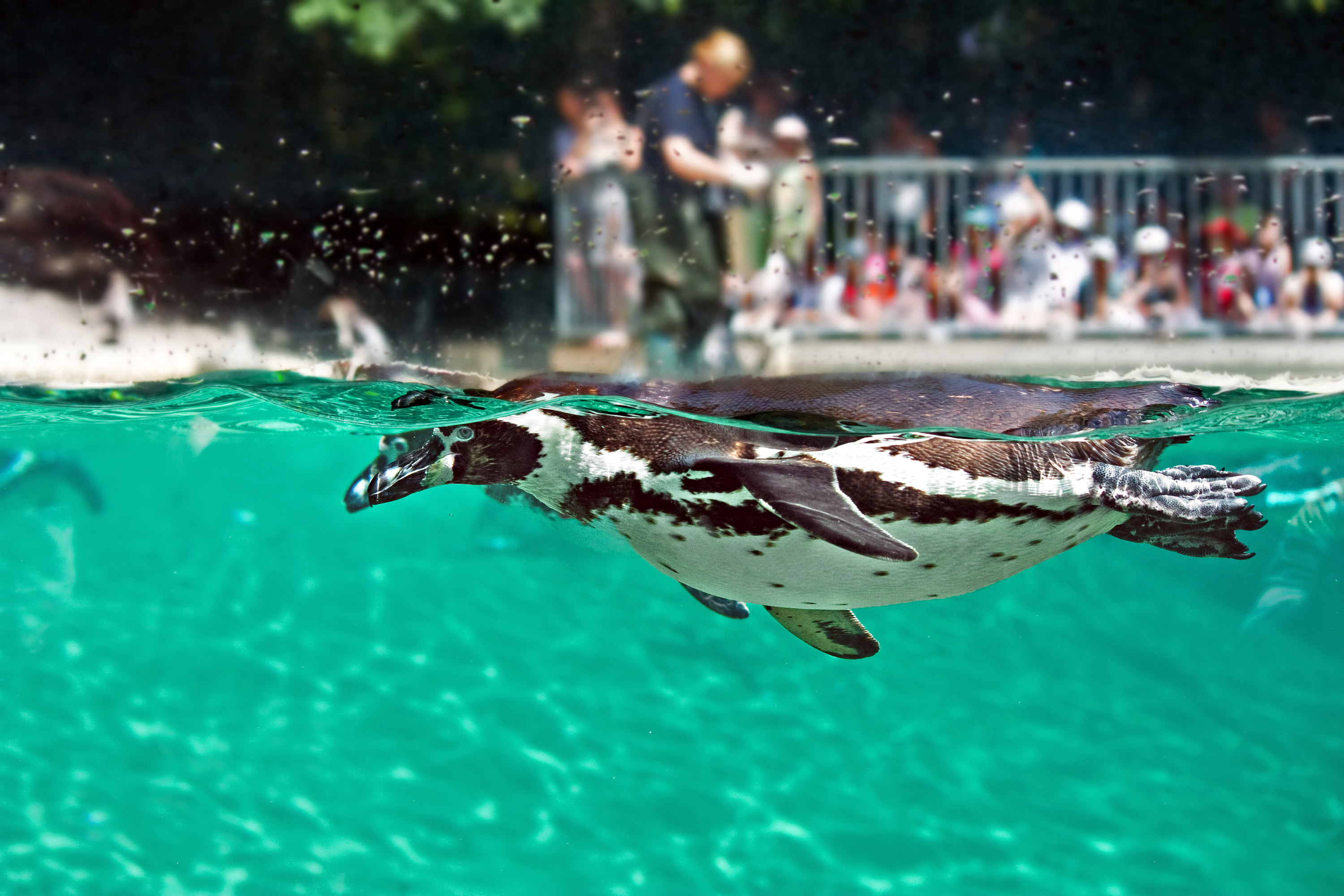 A penguin swimming