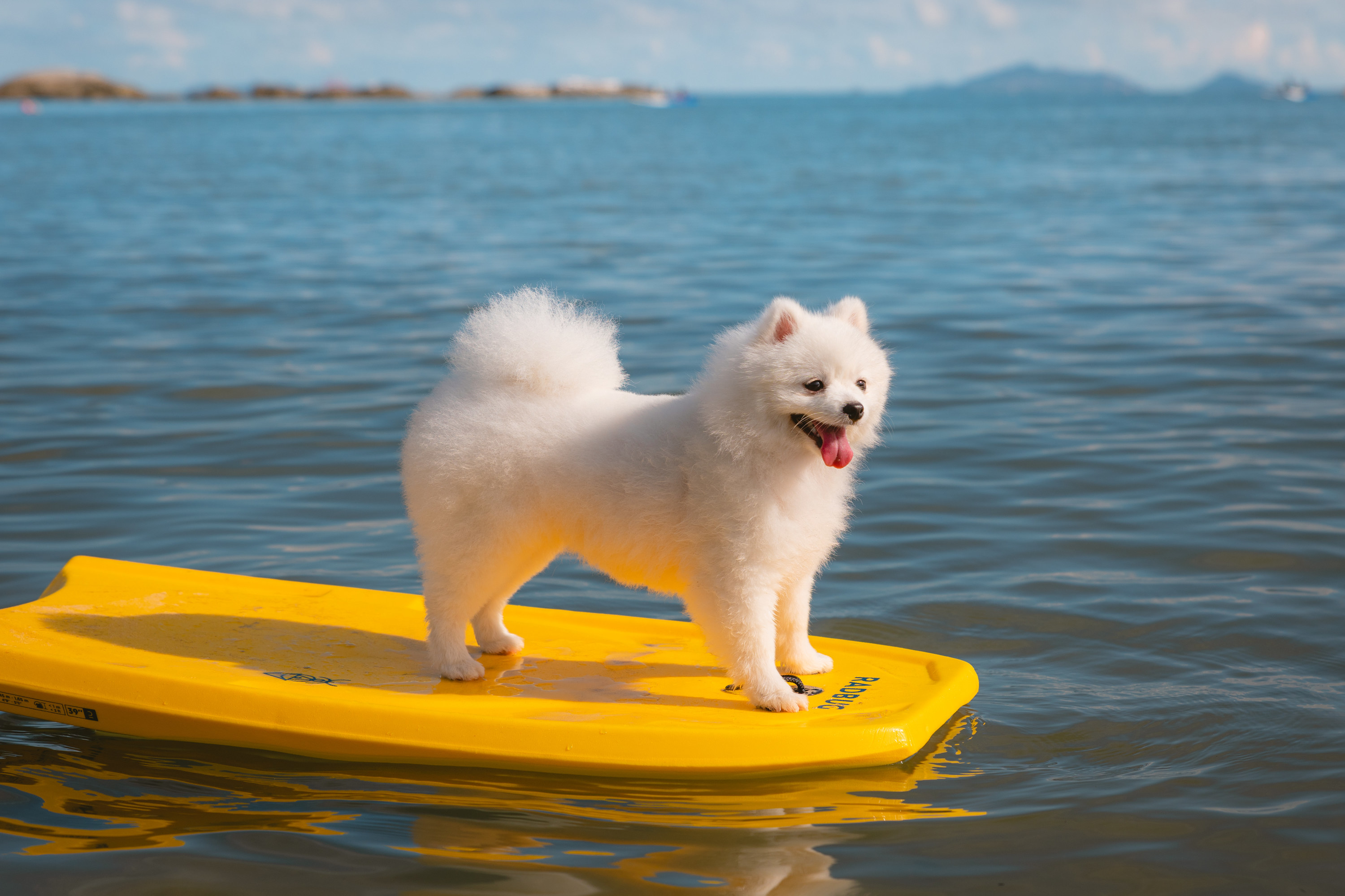 A dog on a surf board