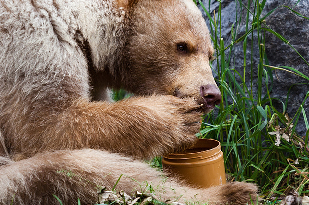 幻覚作用のあるハチミツを食べすぎて酔っ払ったクマさん、救助される