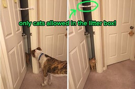 dog watching cat go inside a room that's held shut just tightly enough for the cat to slip through but dog can't pass through