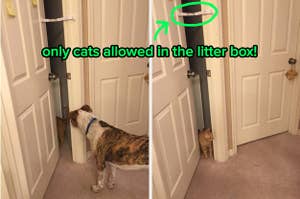 dog watching cat go inside a room that's held shut just tightly enough for the cat to slip through but dog can't pass through