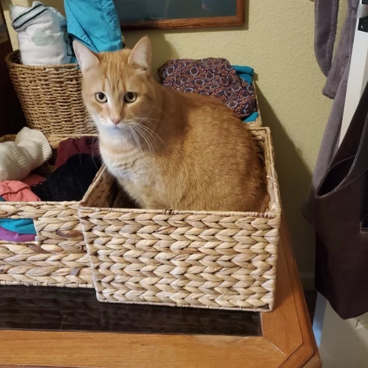 a reviewer's cat sitting in the basket
