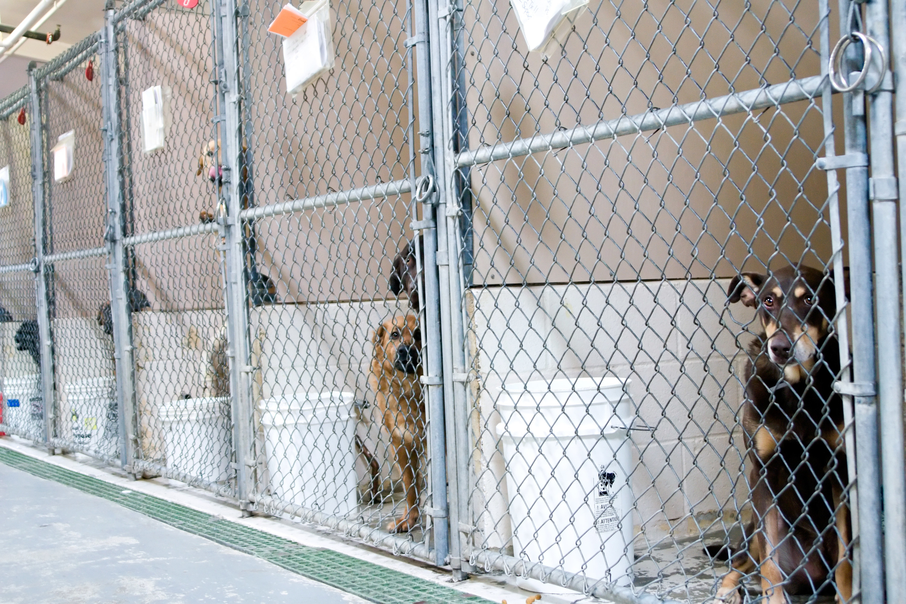 Dogs in kennels