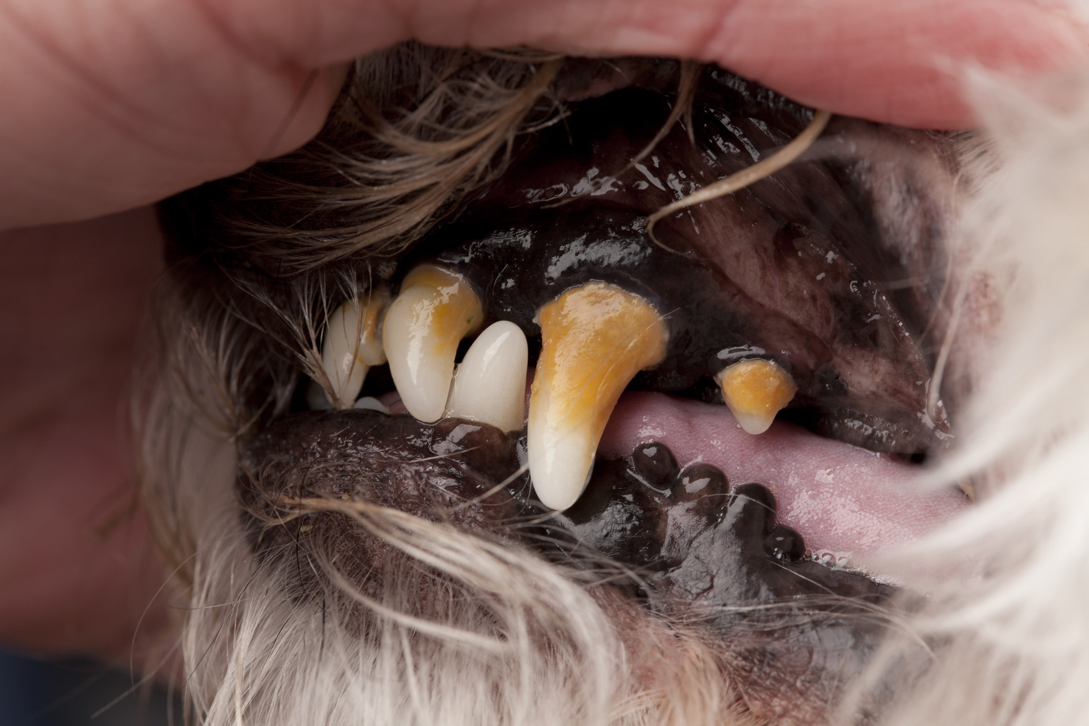 a dog&#x27;s teeth