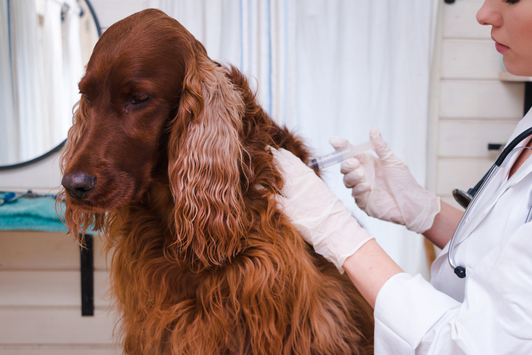 A vet giving a shot to a dog