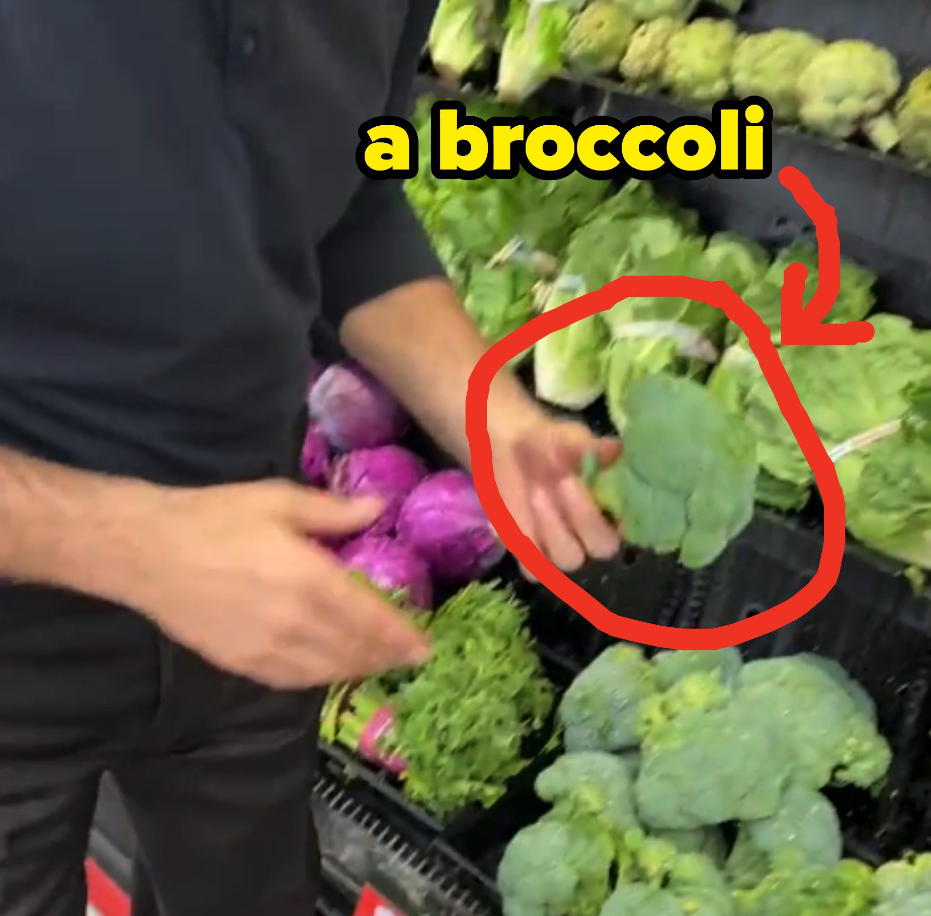 Oz holding broccoli